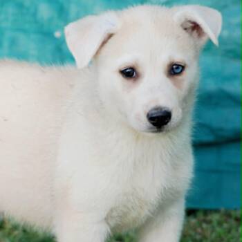 Kodiak -  Siberian Husky and Labrador Retriever Dog for Adoption in Madisonville, Texas - Kodiak | PetCurious