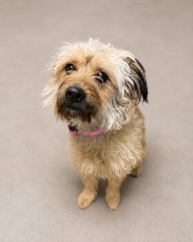 Sheeba Freeb -  Terrier and Cairn Terrier Dog for Adoption in Carson City, Nevada - Sheeba Freeb | PetCurious