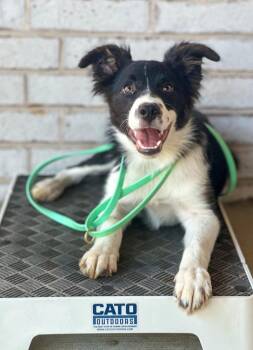 Sparrow -  Border Collie Dog for Adoption in Tulsa, Oklahoma - Sparrow | PetCurious