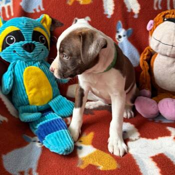 Boston Terrier and Mixed Breed Dogs Available for Adoption in Normal, Illinois - Pattypan | PetCurious