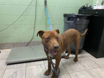 Rescue Labrador Retriever and American Staffordshire Terrier Dogs for Adoption in Grand Prairie, Texas - MUD SUNFISH | PetCurious