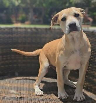 Yellow Labrador Retriever and Boxer Dogs Available for Adoption in Conroe, Texas - Clyde (Julie D) | PetCurious