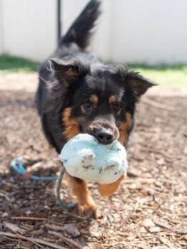 Leonardo -  Mixed Breed Dog for Adoption in Chamblee, Georgia - Leonardo | PetCurious