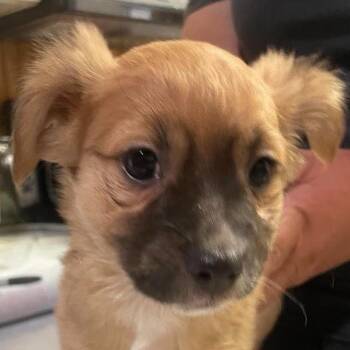Sequoia -  Mixed Breed Dog for Adoption in Hemet, California - Sequoia | PetCurious