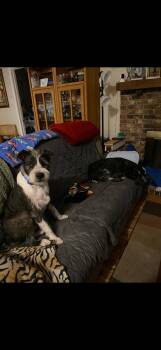 Rescue Wirehaired Terrier and Australian Shepherd Dogs for Adoption in Dallas, Texas - Max | PetCurious