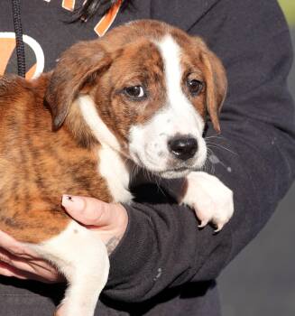 Reese -  Terrier Dog for Adoption in Millfield, Ohio - Reese | PetCurious