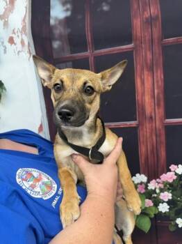 German Shepherd Dog and Mixed Breed Dogs Available for Adoption in San Bernardino, California - ANABELLE | PetCurious