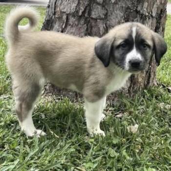 Great Pyrenees and Anatolian Shepherd Dogs Available for Adoption in Brockport, New York - Athena | PetCurious
