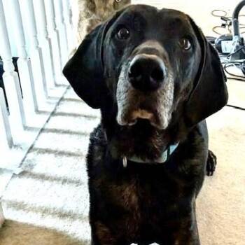 Watson -  Hound Dog for Adoption in Irmo, South Carolina - Watson | PetCurious