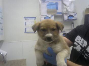 German Shepherd Dog and Mixed Breed Dogs Available for Adoption in Albuquerque, New Mexico - BAXTER | PetCurious