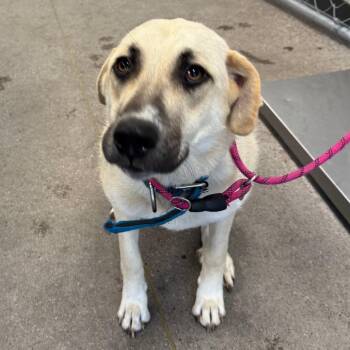 Giselle -  Mixed Breed Dog for Adoption in Las Cruces, New Mexico - Giselle | PetCurious