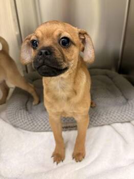 Mixed Breed Dogs Available for Adoption - Nubbie | PetCurious