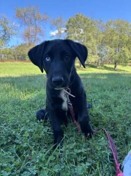 Chai #5278 -  Australian Shepherd Dog for Adoption in Ontario, California - Chai #5278 | PetCurious
