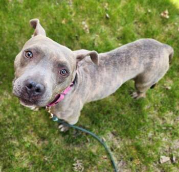 Pit Bull Terrier and Mixed Breed Dogs Available for Adoption in Minneapolis, Minnesota - ZELDA | PetCurious