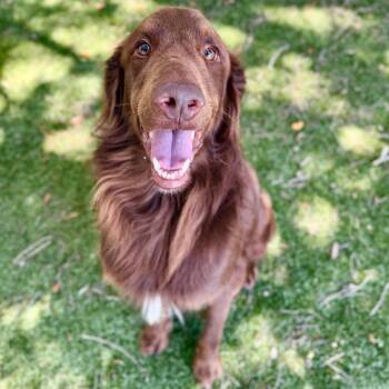 August -  Mixed Breed Dog for Adoption in Milton, Florida - August | PetCurious