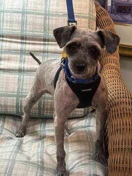 Dorian Gray -  Schnauzer and Poodle Dog for Adoption in Mundelein, Illinois - Dorian Gray | PetCurious