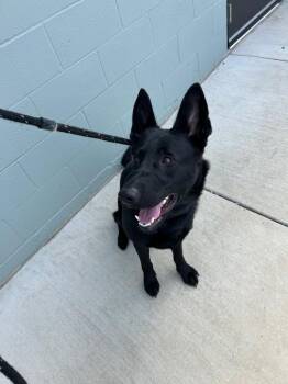 German Shepherd Dog Dogs Available for Adoption in Chattanooga, Tennessee - Onyx | PetCurious