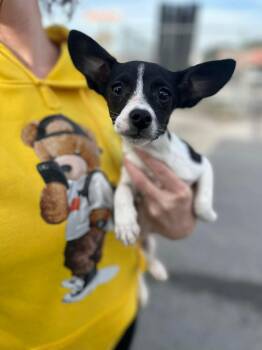 Chihuahua and Jack Russell Terrier Dogs Available for Adoption - Faye | PetCurious
