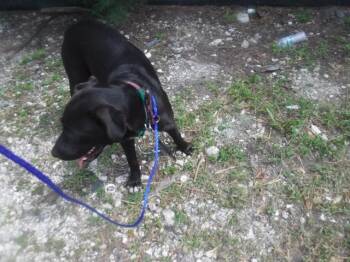 JOY -  Terrier and Mixed Breed Dog for Adoption in Doral, Florida - JOY | PetCurious