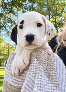 Madelyn -  Pit Bull Terrier and American Bulldog Dog for Adoption in Oxford, Michigan - Madelyn | PetCurious