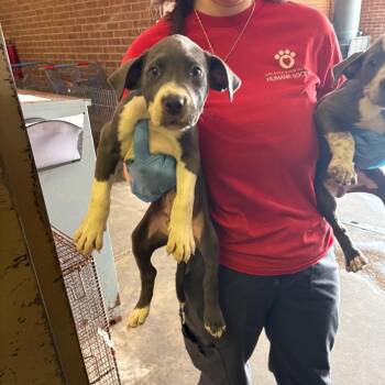 Gretchen -  Pit Bull Terrier and Mixed Breed Dog for Adoption in Birmingham, Alabama - Gretchen | PetCurious