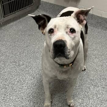 Gilda -  American Staffordshire Terrier Dog for Adoption in Grand Rapids, Michigan - Gilda | PetCurious