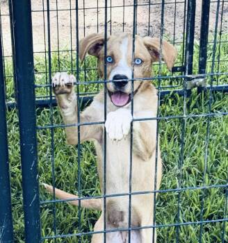 Rescue Labrador Retriever and Husky Dogs for Adoption in Shelby County, Texas - Goldie | PetCurious