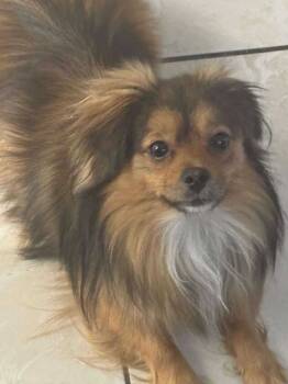 Rescue Pomeranian Dogs for Adoption in Dallas, Pennsylvania - BARON | PetCurious