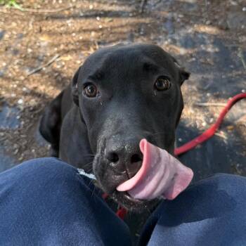 Hermes -  Mixed Breed Dog for Adoption in West Palm Beach, Florida - Hermes | PetCurious