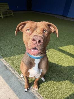 Zoey -  Mixed Breed Dog for Adoption in Minot, North Dakota - Zoey | PetCurious