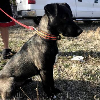 Rescue Black Labrador Retriever and Mixed Breed Dogs for Adoption in Tacoma, Washington - Chispa | PetCurious