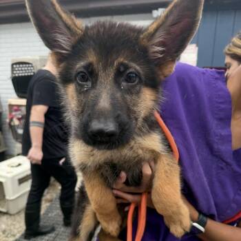 Mordecai -  German Shepherd Dog Dog for Adoption in Northbrook, Illinois - Mordecai | PetCurious