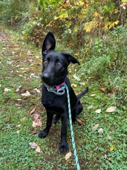 Rosie -  German Shepherd Dog Dog for Adoption in Randolph, Vermont - Rosie | PetCurious