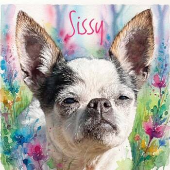 Sissy -  Chihuahua Dog for Adoption in Kokomo, Indiana - Sissy | PetCurious