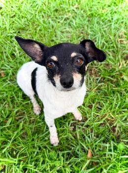 Lumi -  Chihuahua and Rat Terrier Dog for Adoption in Milton, Florida - Lumi | PetCurious