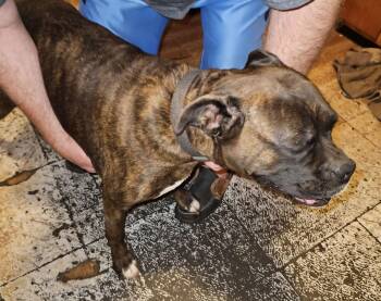 Boxer Dogs Available for Adoption - Hannah *Bonded To Nina* | PetCurious