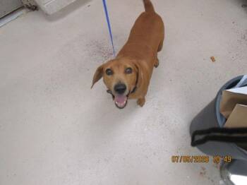 Milo(90) -  Beagle Dog for Adoption in Marietta, Georgia - Milo(90) | PetCurious
