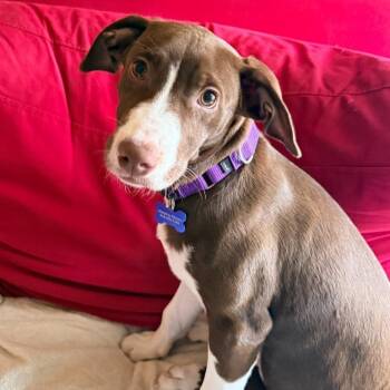 Mixed Breed Dogs Available for Adoption - Copper | PetCurious