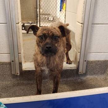 BRAVO -  Norfolk Terrier and Mixed Breed Dog for Adoption - BRAVO | PetCurious