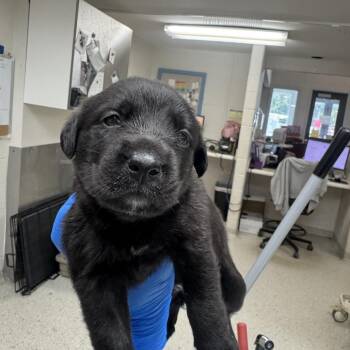 Ziva -  Mixed Breed Dog for Adoption in Indianapolis, Indiana - Ziva | PetCurious