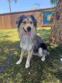Reese -  Australian Shepherd and Golden Retriever Dog for Adoption in Temecula, California - Reese | PetCurious