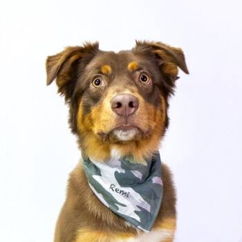 Remi -  Australian Shepherd Dog for Adoption in Hot Springs Village, Arkansas - Remi | PetCurious