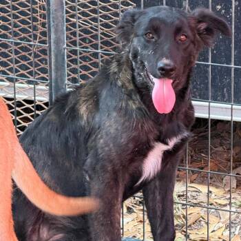 Mixed Breed Dogs Available for Adoption - Blacky | PetCurious