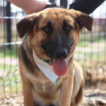German Shepherd Dog Dogs Available for Adoption - DELILAH | PetCurious