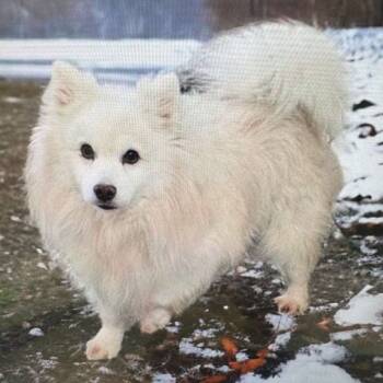 Rescue American Eskimo Dog Dogs for Adoption in Albert Lea, Minnesota - Jack Frost | PetCurious