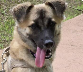 Rescue Jindo Dogs for Adoption in San Ramon, California - Soy | PetCurious