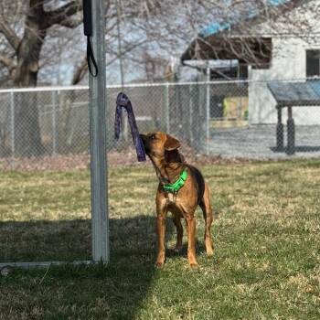 Mixed Breed Dogs Available for Adoption - Dixie | PetCurious