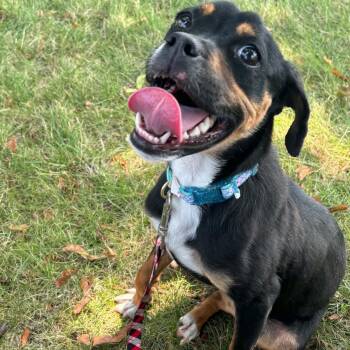 Eleanor -  Mixed Breed Dog for Adoption in Buffalo, New York - Eleanor | PetCurious