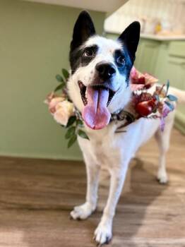 Holliday Tippy Tappy Freckles -  Australian Shepherd and Cattle Dog Dog for Adoption in Friendswood, Texas - Holliday Tippy Tappy Freckles | PetCurious