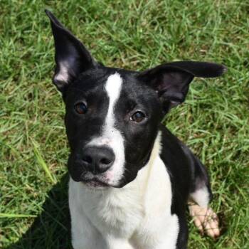 Rescue English Bulldog and Hound Dogs for Adoption in Valdosta, Georgia - Cooper | PetCurious